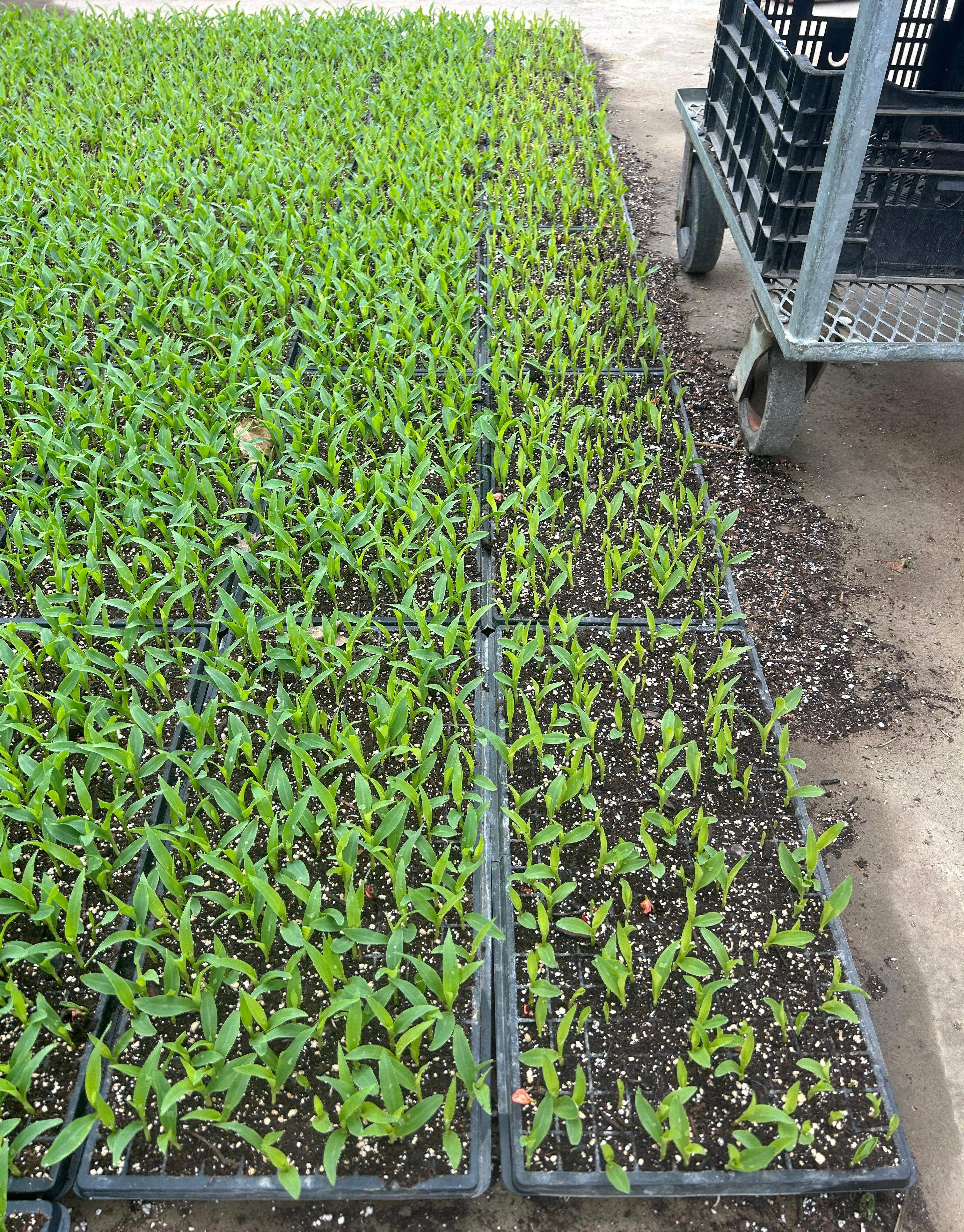 New sweet corn seedlings on the left and 1-year-old sweet corn seedlings on the right.